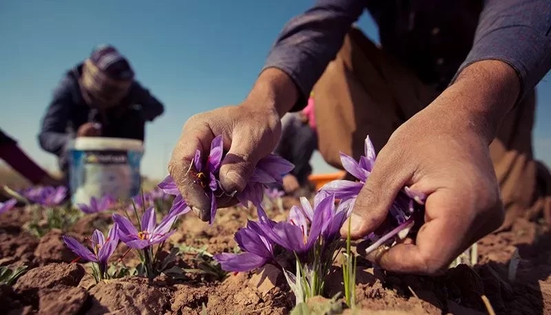 سوء استفاده جدید طالبان از ایران