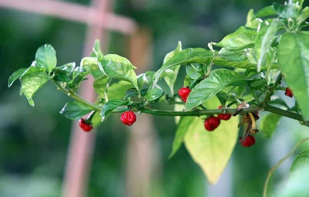 اگر این فلفل را بخورید، زنده نمی‌مانید! 