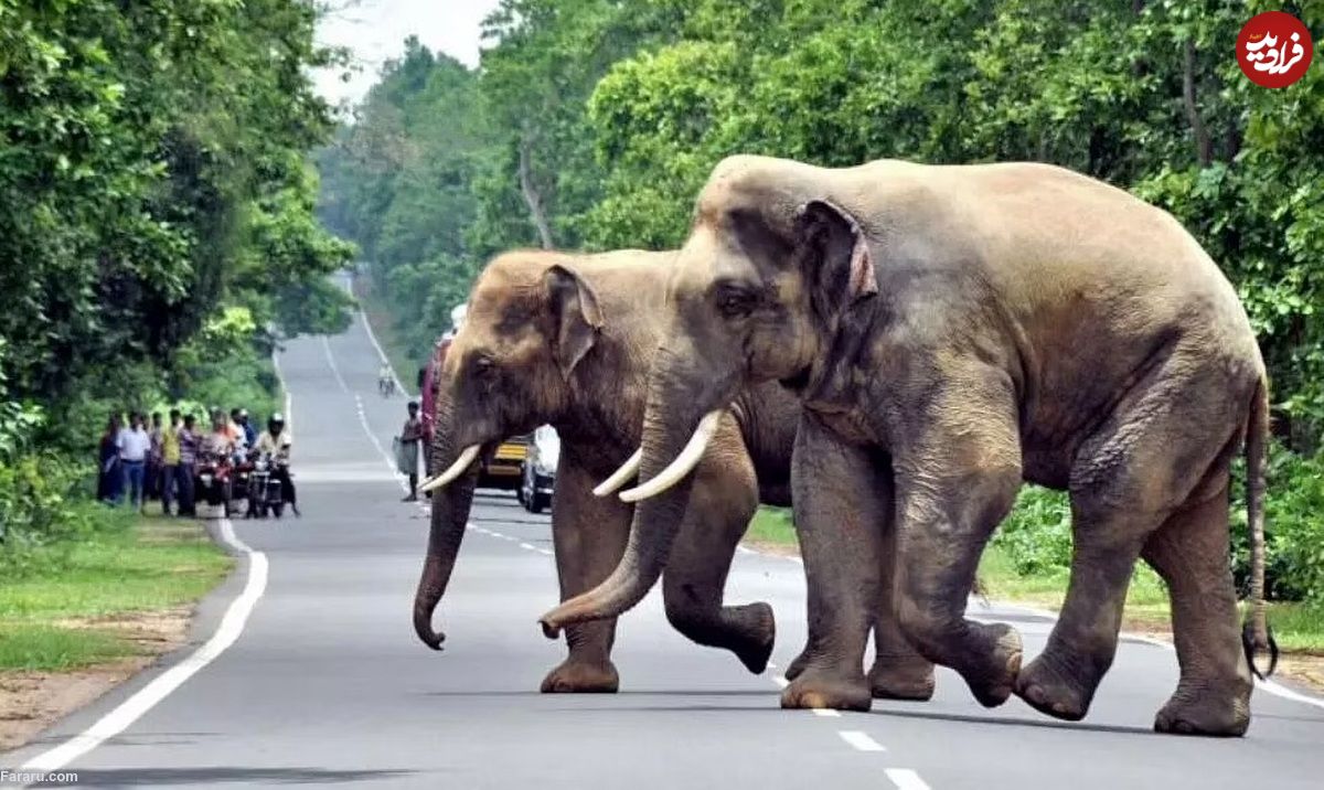 ویدئویی از حمله وحشیانه فیل‌ها به موتورسیکلت