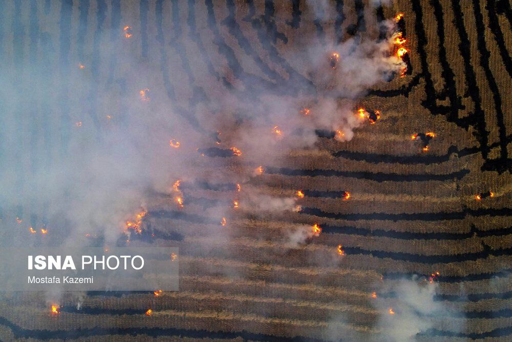 تصاویر دیدنی از کشت برنج در مازندران