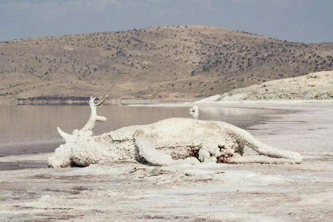 تلخ‌ترین عکس از دریاچه ارومیه