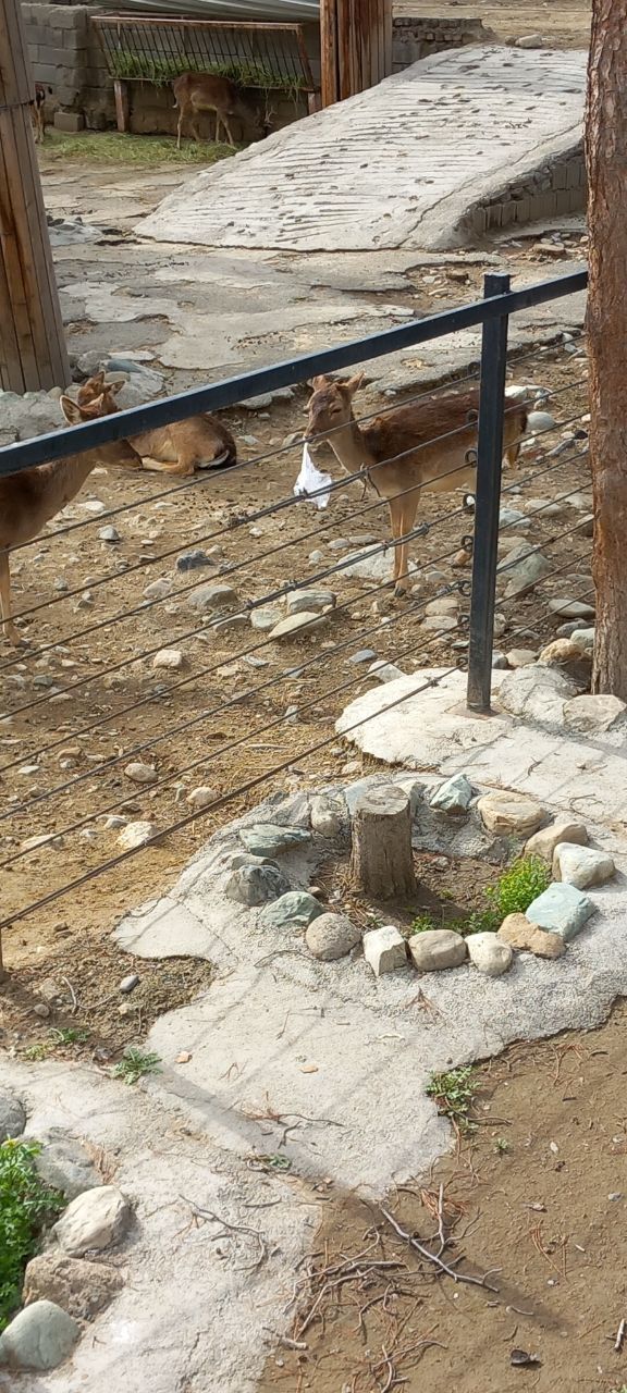 عکسی از آزار غیرمستقیم یک آهو در باغ‌وحش تهران