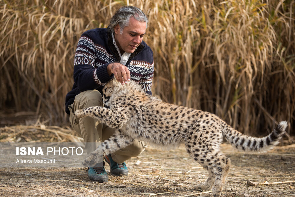 تصاویر نادر از ۸ ماهگی پیروز، یوزپلنگ ایرانی