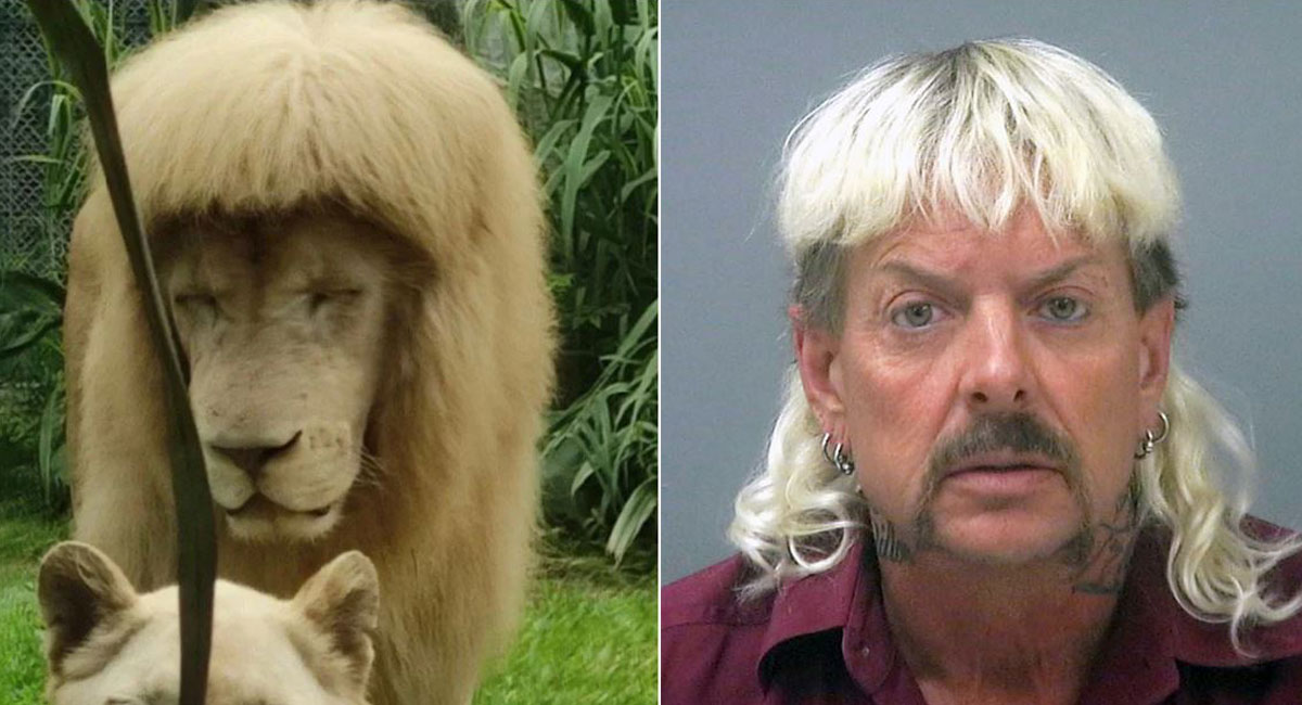 شیر این باغ وحش به خاطر موهایش مشهور است