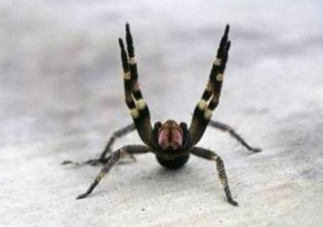 عنکبوتی که گزش آن باعث نعوظ طولانی مردان می شود