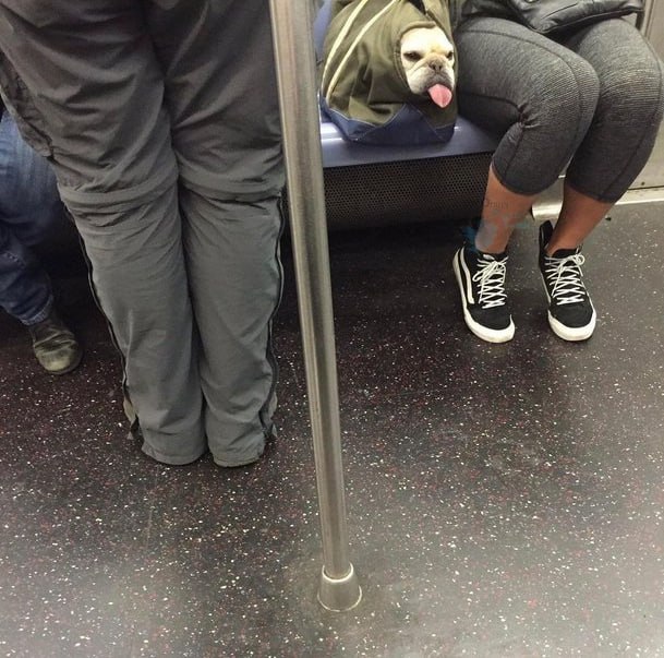 تصاویری خنده‌دار از سگ‌ها در مترو نیویورک