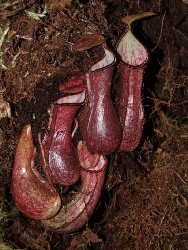  کشف یک گیاه گوشتخوار جدید و عجیب در اندونزی