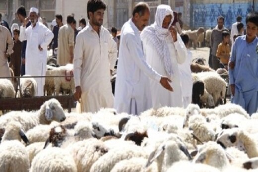 سرنوشت گوشت قربانی حجاج ایرانی در عربستان