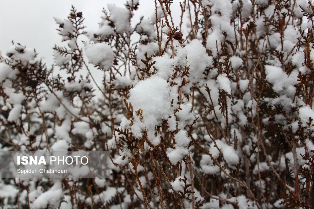 تصاویر دلربا از بارش برف در بیرجند