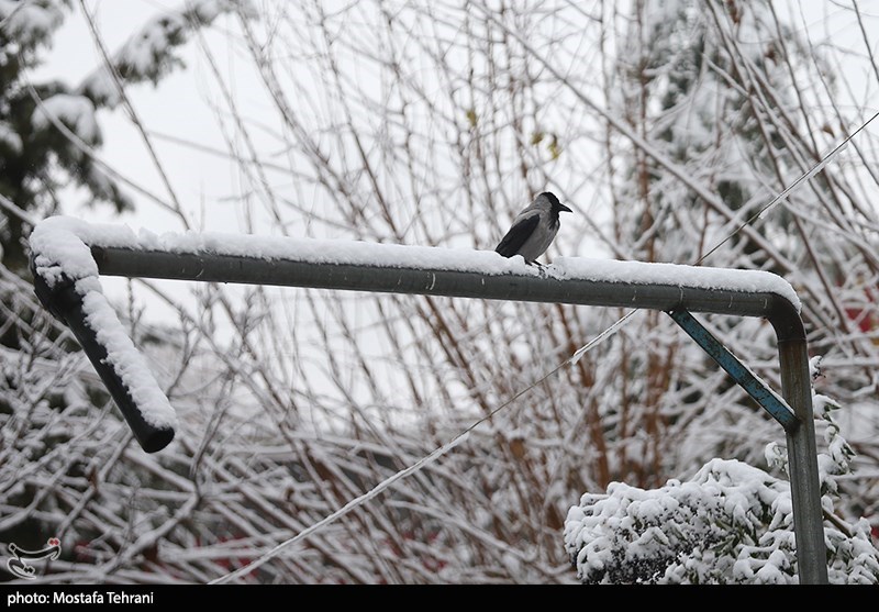 برفِ تازه تهران زیر چکمه‌های مردم...