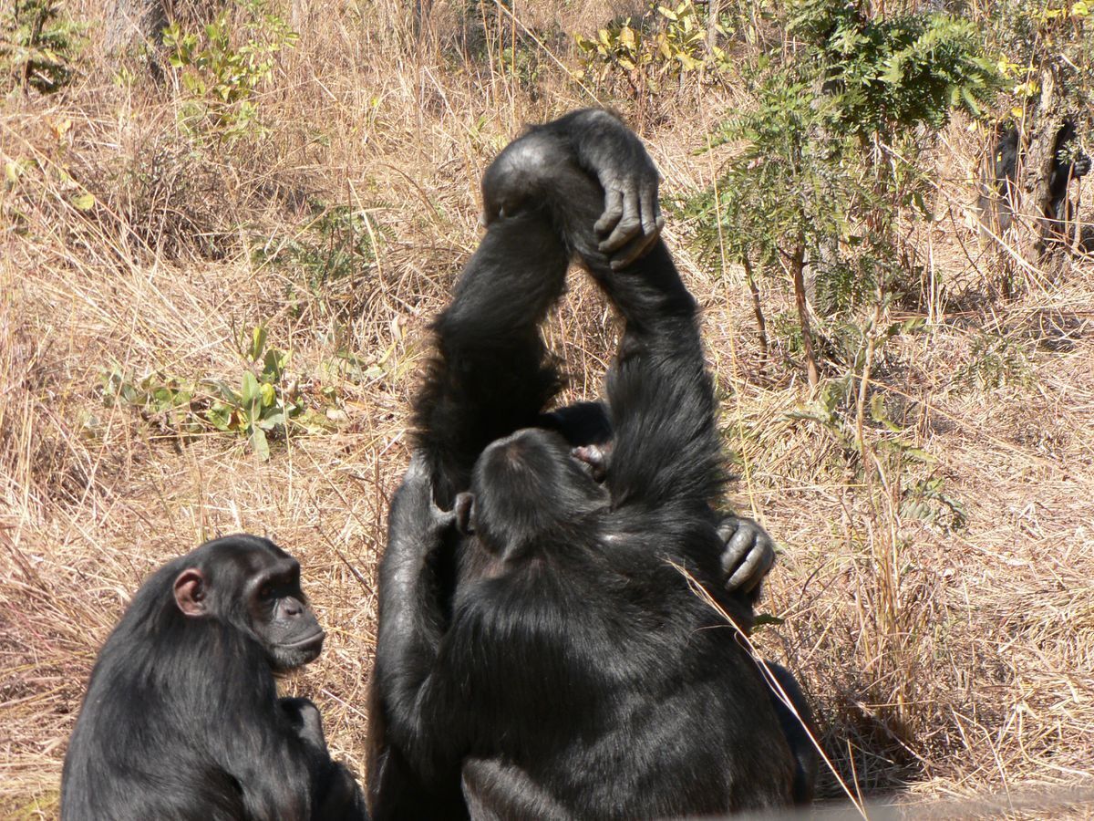 شامپانزه‌ها هم اینفلوئنسر دارند!