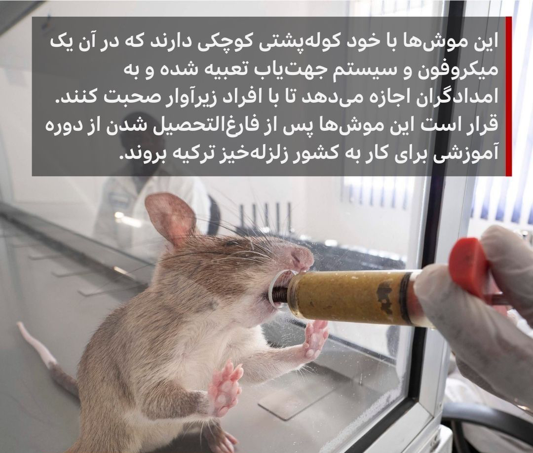این موش‌ها شما را نجات می‌دهند!