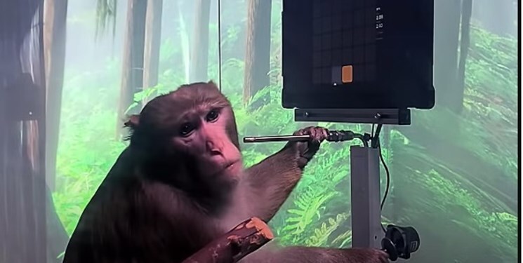 برای اولین بار مغز میمون به رایانه وصل شد!