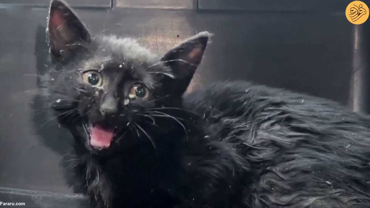 نجات بچه گربه‌ای که 3 روز در لوله گیر کرده بود