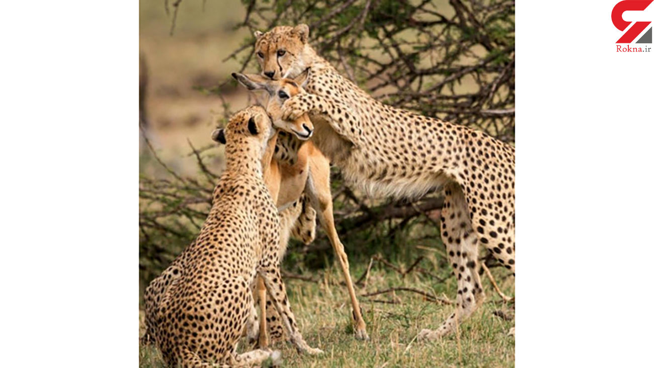 لحظه شکار یوزپلنگ مادر برای فرزندش 