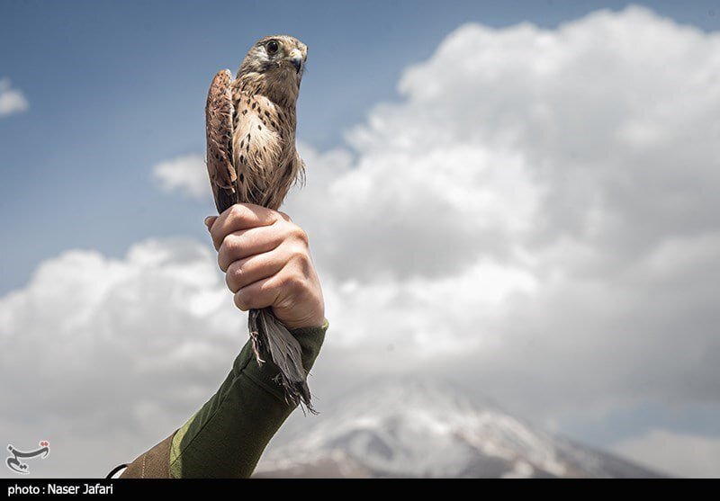 تصاویری از رهاسازی پرندگان در پارک ملی لار