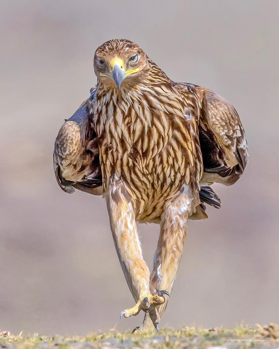 تصویری از استایل گَنگ یک عقاب درحال پیاده‌روی