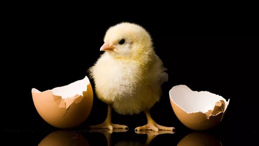 حل یک پرسش تاریخی: اول مرغ بوده یا تخم‌مرغ؟