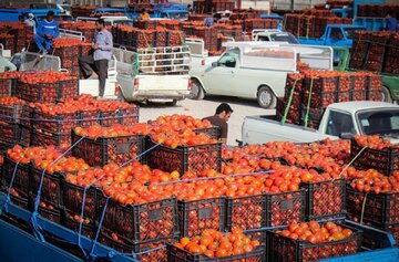 ماجرای جنجالی ویروسی شدن گوجه فرنگی‌ها