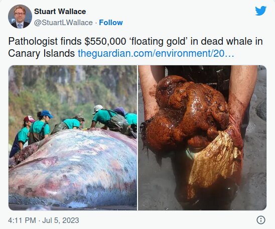 در دل نهنگ مُرده، گنج پیدا شد