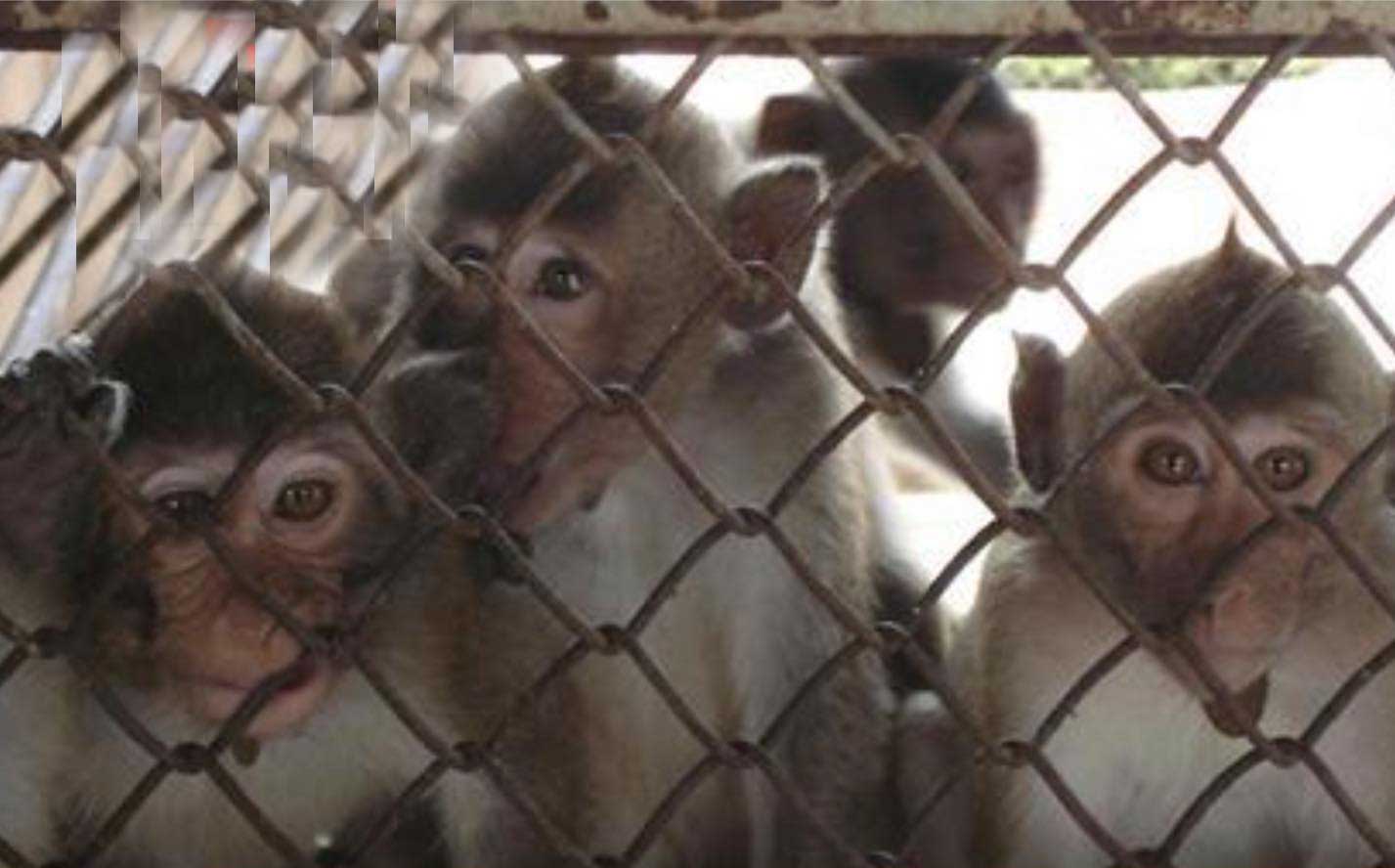 دسته گل تازه دولت رئیسی؛ واردات میمون از اوگاندا!