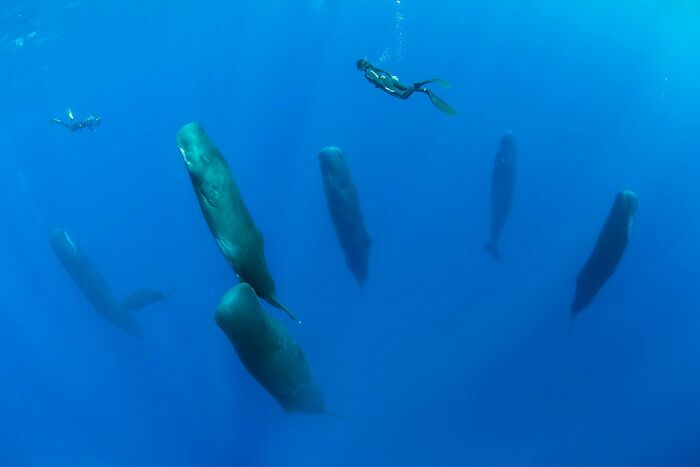 قاب‌های شگفت‌انگیز از دنیای زیر آب
