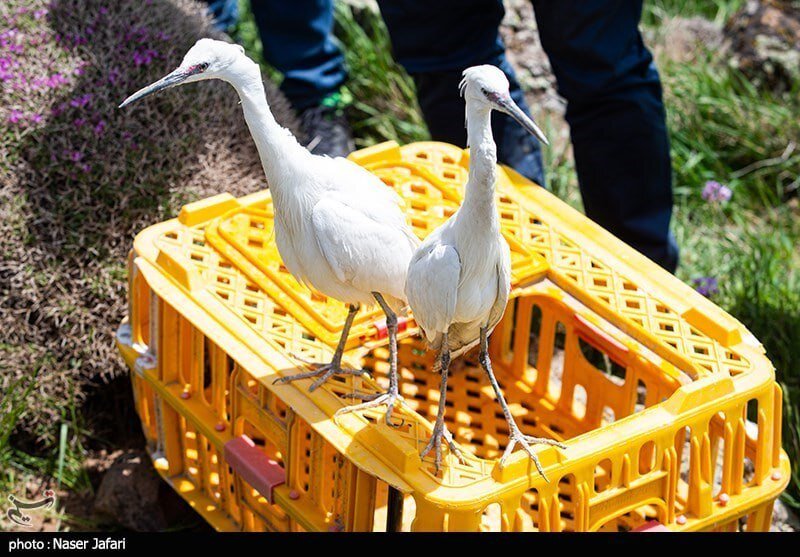 تصاویری از رهاسازی پرندگان در پارک ملی لار