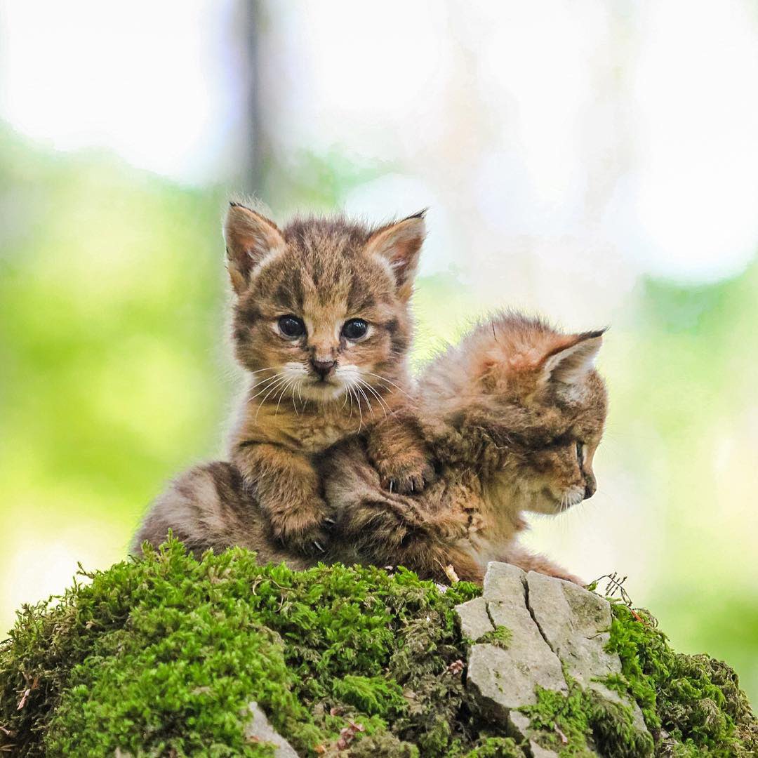 تصویری دلربا از 2 بچه‌ گربه‌ جنگلی در مازندران