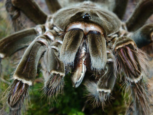 این عنکبوت غول‌پیکر، بزرگترین از گونه خود است!