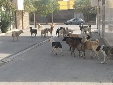 سوگ ایران در شوک کشتار بزرگ سگ‌های گندک 