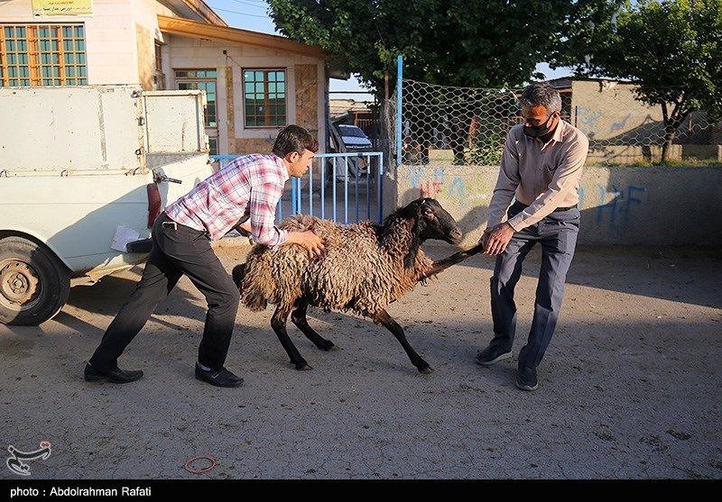 مصائب گوسفندان در عید قربان به روایت تصویر!
