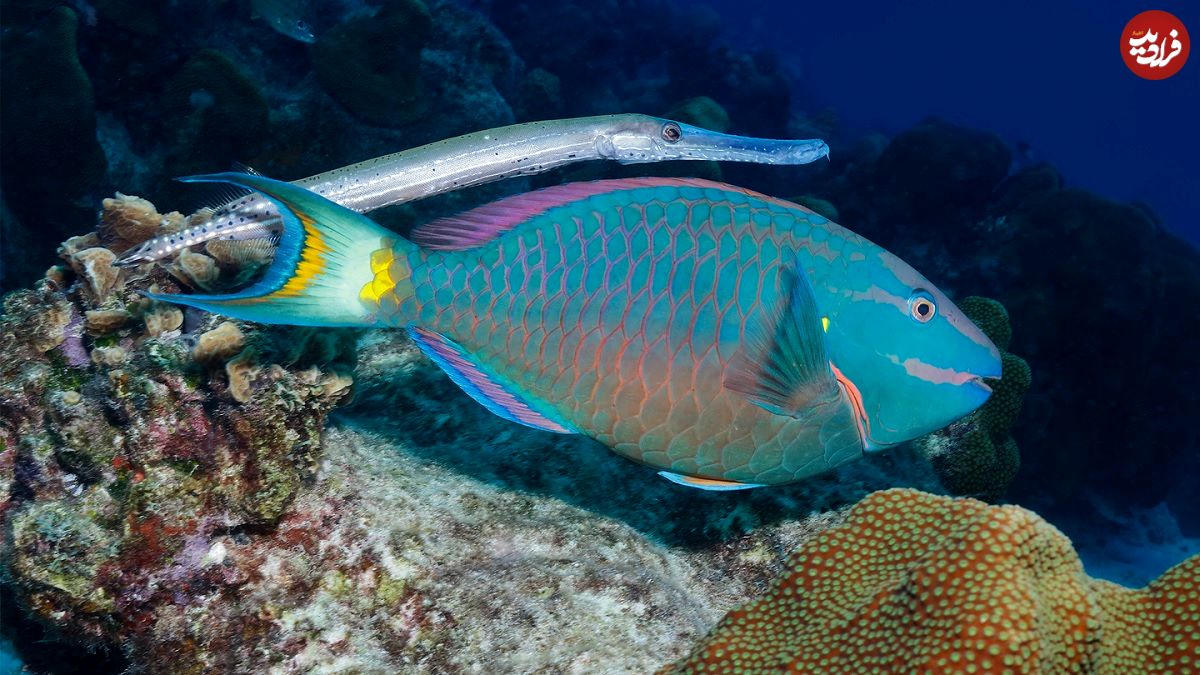این ماهی عجیب‌ترین روش «شکار» را در دنیای حیوانات دارد