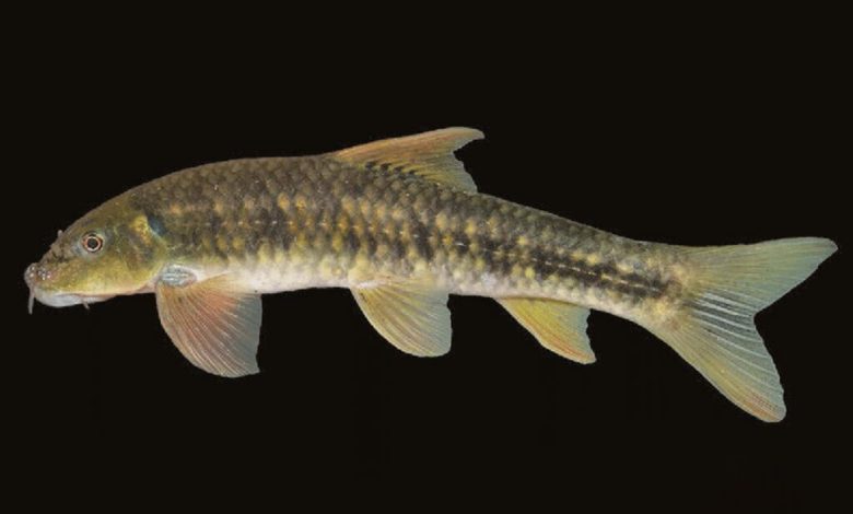 کشف ماهی ۱۲میلیون ساله توسط دانشمندان ایرانی