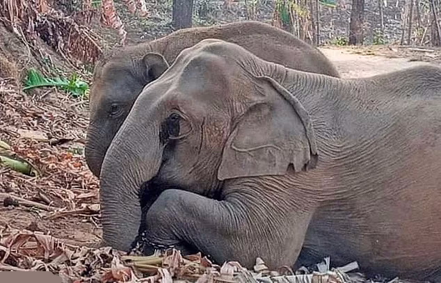 صحنه دلخراش محافظت بچه فیل از جسد مادرش