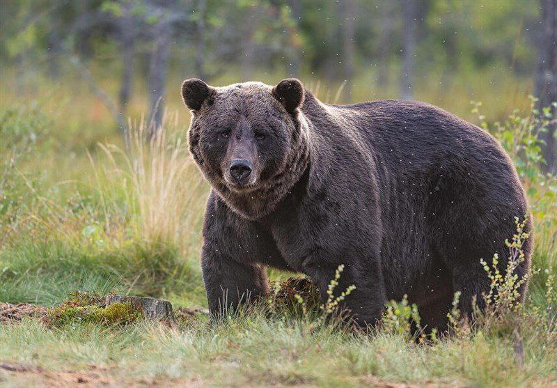 مشاهده «خرس قهوه‌ای» در همدان پس از نیم قرن