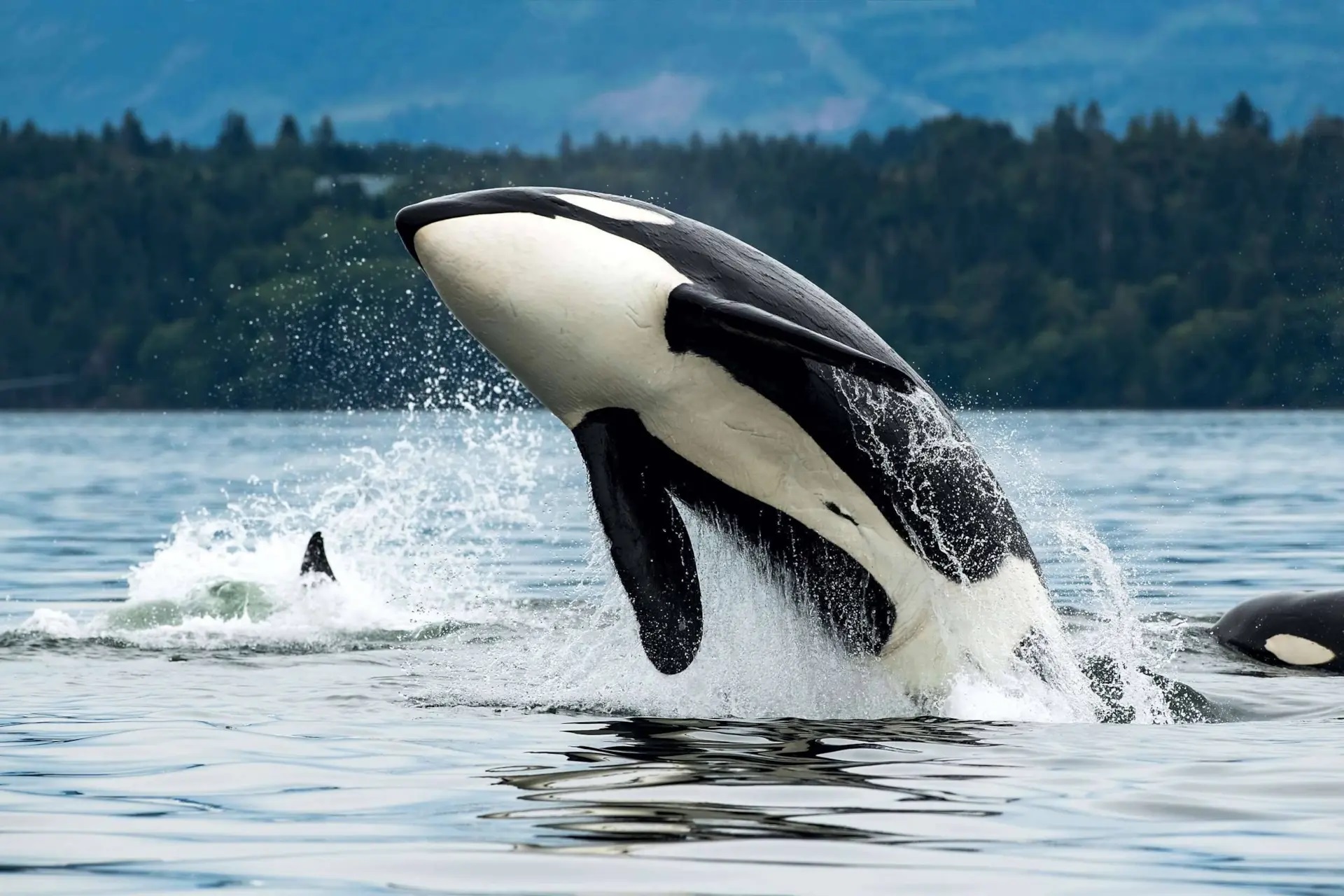 چهار واقعیت حیرت‌ آور که هوش فراوان نهنگ‌های قاتل را نشان می‌دهد