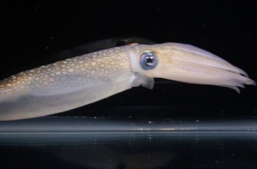 شباهت عجیب ماهی مرکب با بدن انسان