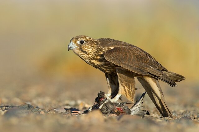 کشف پرنده شکاری کمیاب در بوشهر