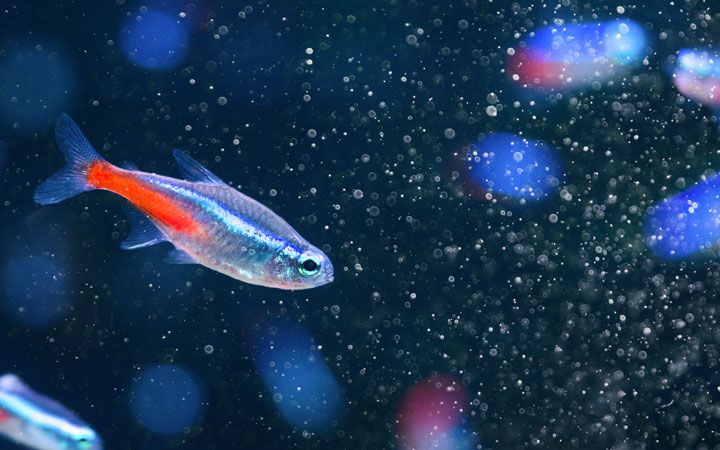 علت آمدن ماهی‌های آکواریوم به سطح آب چیست؟