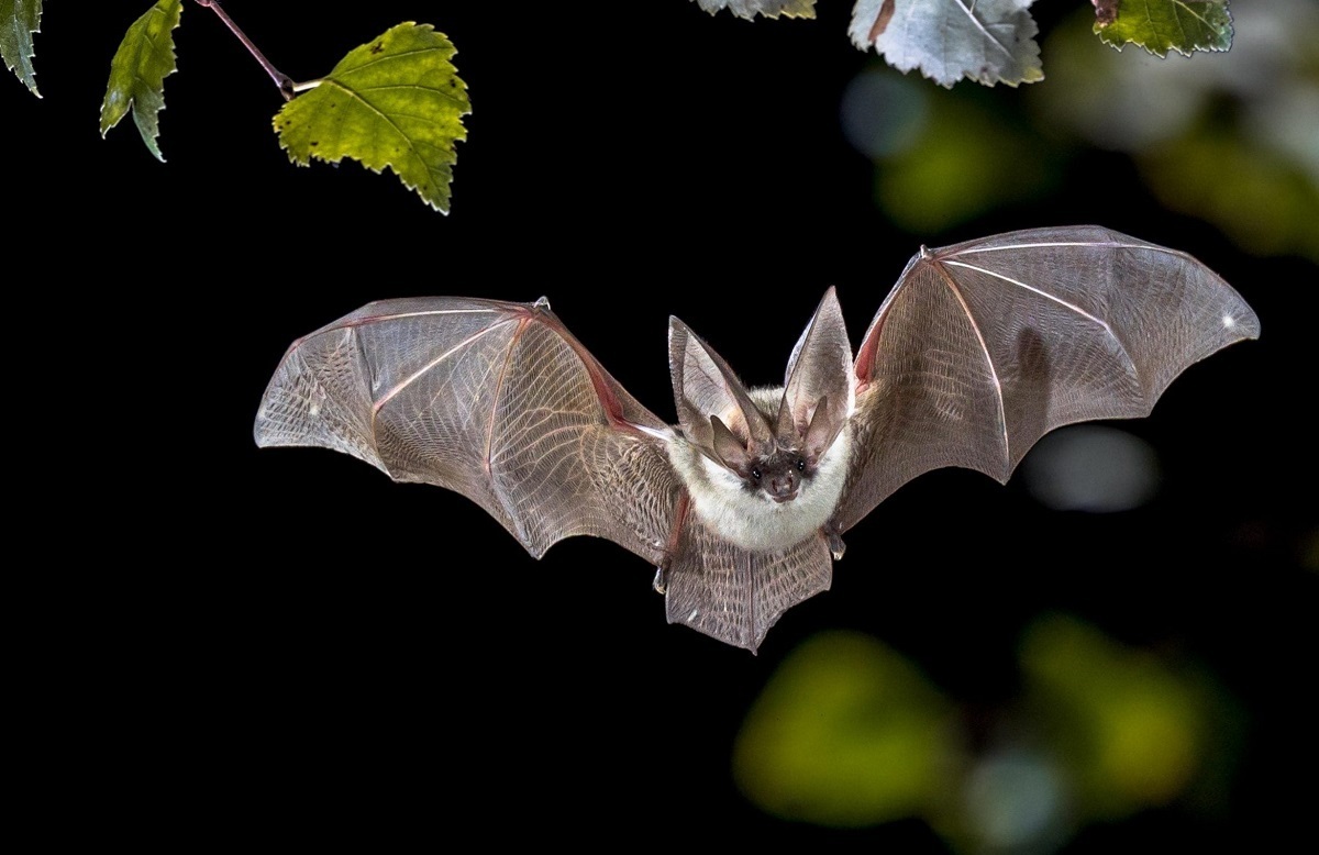 افشای راز‌های عجیب و غریب درباره خفاش‌ها