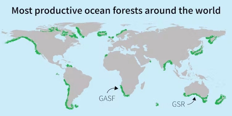 کشف جنگل‌هایی بزرگتر از آمازون در زیر اقیانوس
