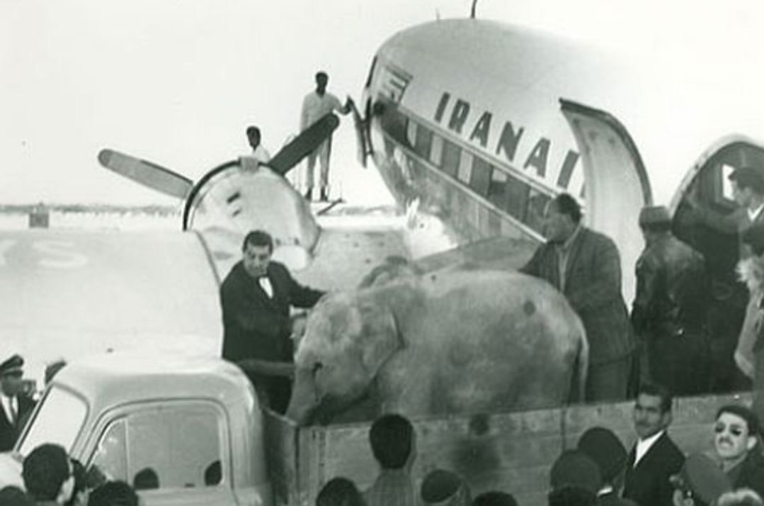 عکسی از یک بچه فیل در پرواز ایران‌ایر در دهه 30