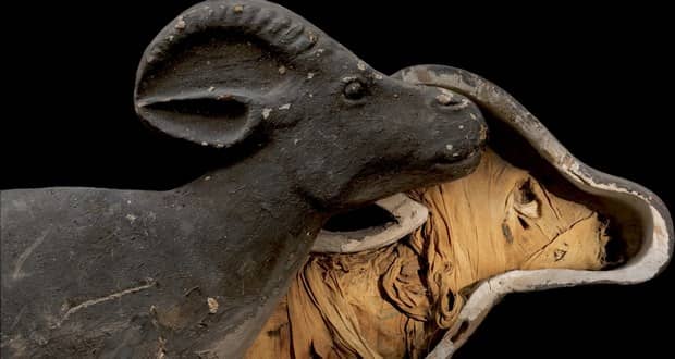 راز مومیایی کردن حیوانات در مصر باستان کشف شد