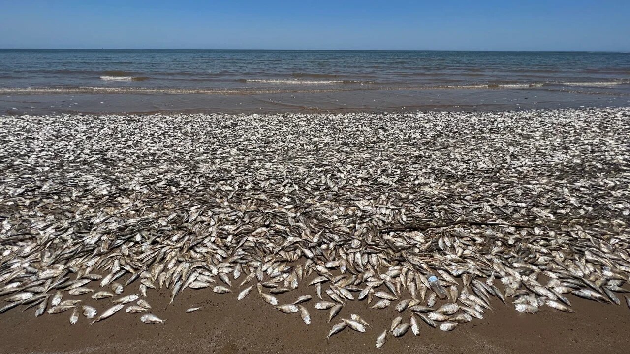 تصاویر وحشتناک از قتل عام هزاران ماهی