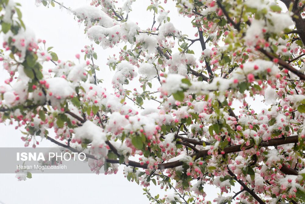  تصاویری از بارش سنگین برف در سوادکوه