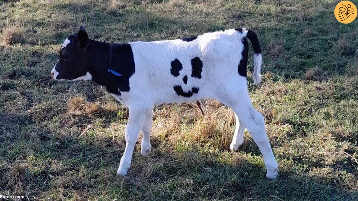 تولد گوساله‌ای با چهره لبخند بر بدنش!