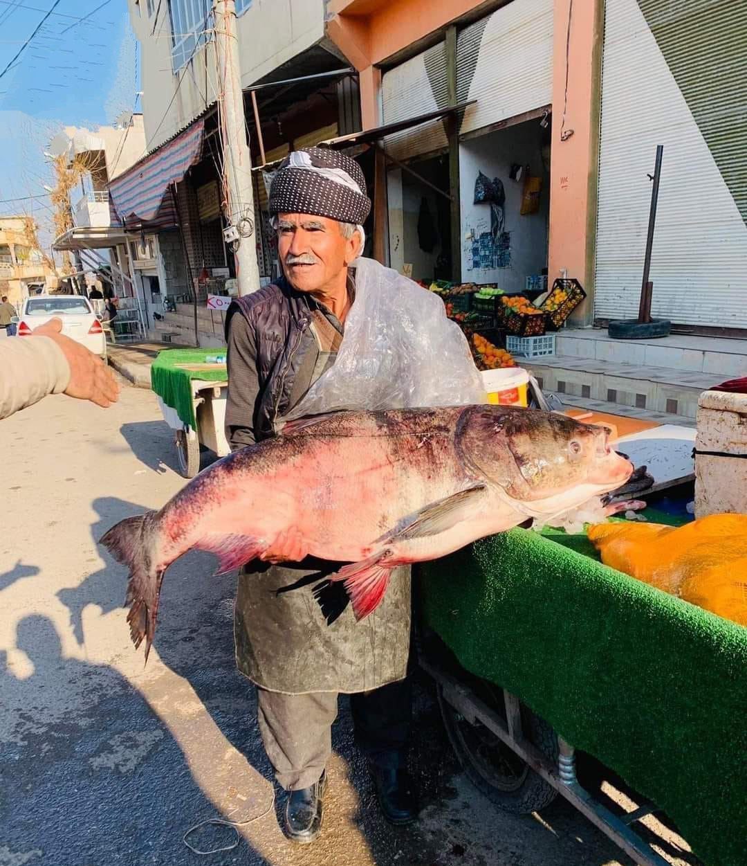 صید ماهی ۴۲کیلویی در رودخانه سیروان!