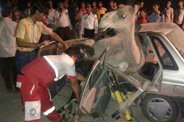 اولین عکس از تصادف نوروزی خودروها با دو شتر
