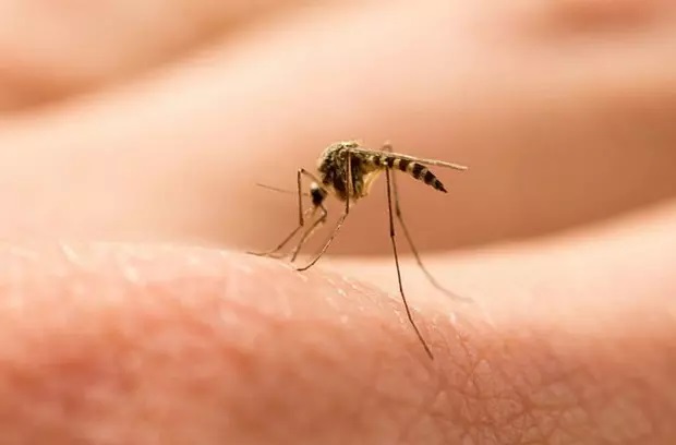 پشه‌ها چگونه ما را پیدا می‌کنند و نیش می‌زنند؟