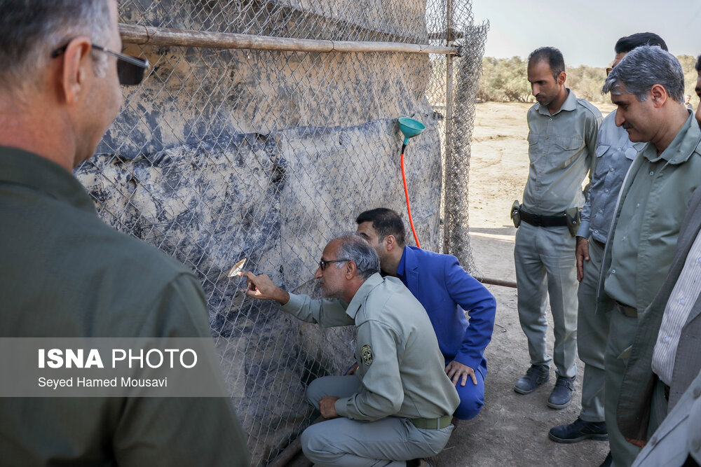 رهاسازی ۶ رأس گوزن زرد ایرانی در پارک ملی دز 